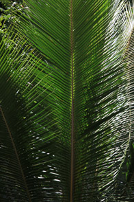 Patroon in de palmboom